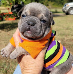 Halloween Stripes Print Tee- Custom Designed French Bulldog T-Shirt