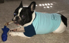 Load image into Gallery viewer, AQUA / DARK TEAL SOLID Tee- Custom Designed French Bulldog T-Shirt